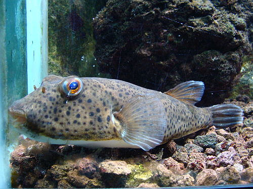 Guinean puffer